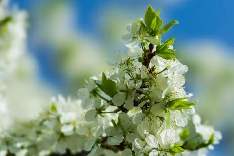 Spring Stock Photos