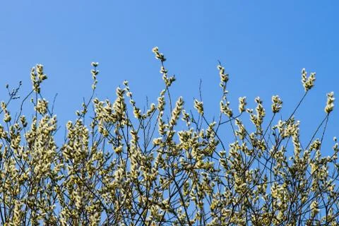 Spring Stock Photos