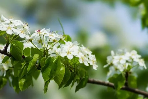Spring Stock Photos