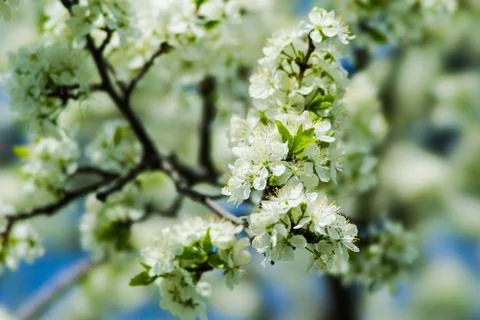 Spring Stock Photos