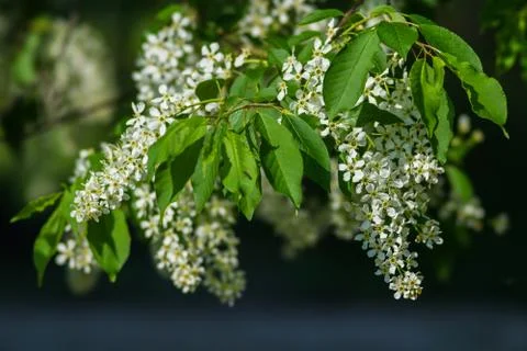 Spring Stock Photos