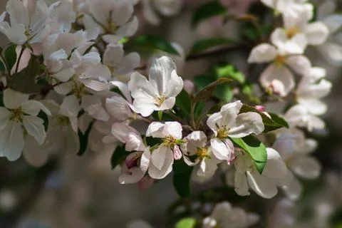Spring Stock Photos