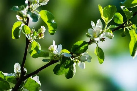 Spring Stock Photos