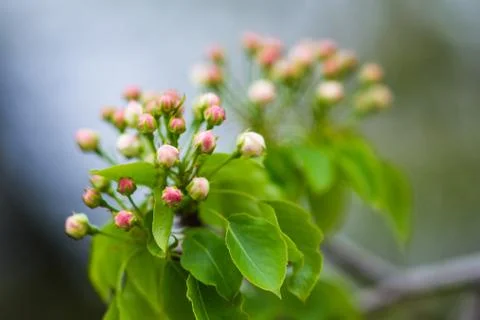 Spring Stock Photos