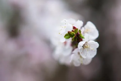 Spring Stock Photos