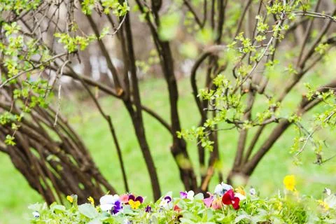 Spring Stock Photos