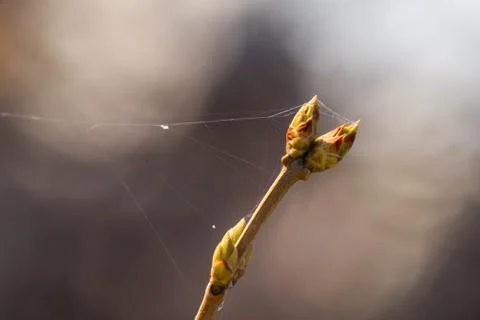 Spring Stock Photos