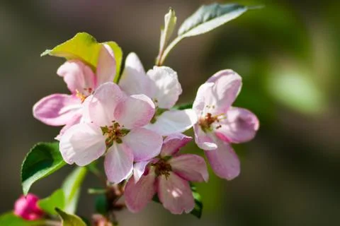 Spring Stock Photos