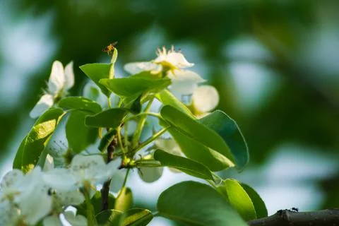 Spring Stock Photos