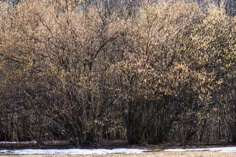 Spring Stock Photos