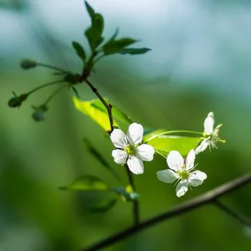 Spring Stock Photos
