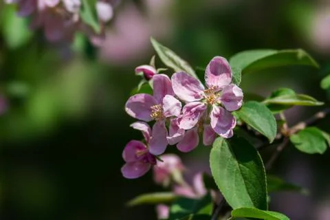 Spring Stock Photos