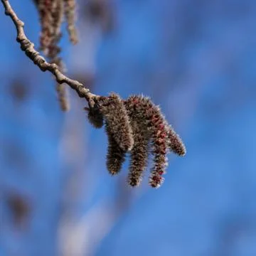 Spring Stock Photos