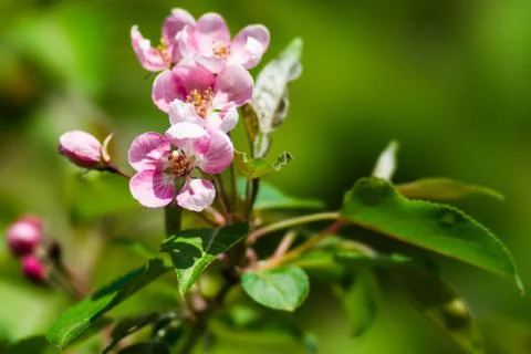Spring Stock Photos