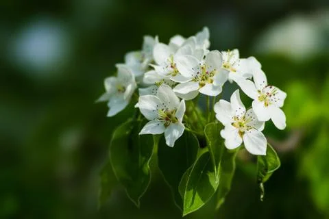 Spring Stock Photos