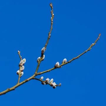 Spring Stock Photos