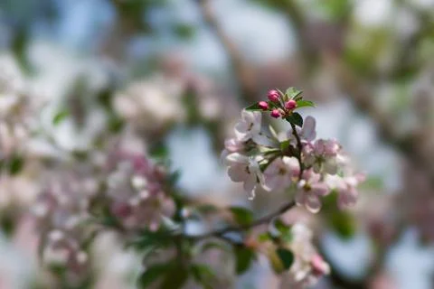 Spring Stock Photos