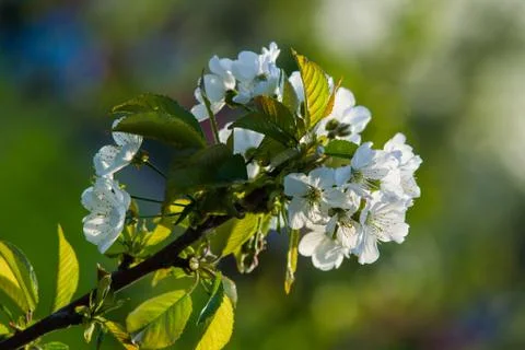Spring Stock Photos