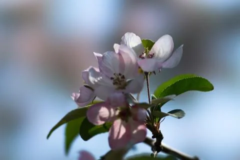 Spring Stock Photos