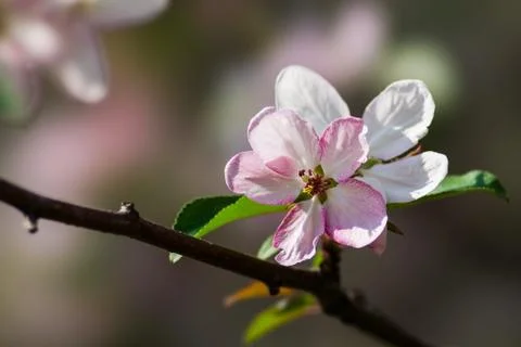 Spring Stock Photos