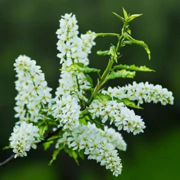 Spring Stock Photos