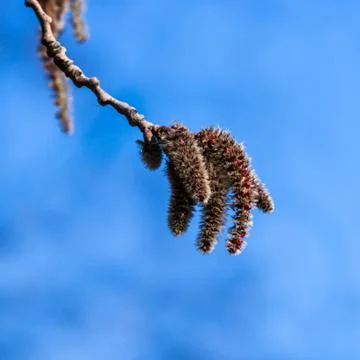 Spring Stock Photos