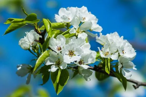 Spring Stock Photos