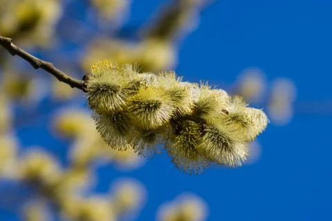 Spring Stock Photos