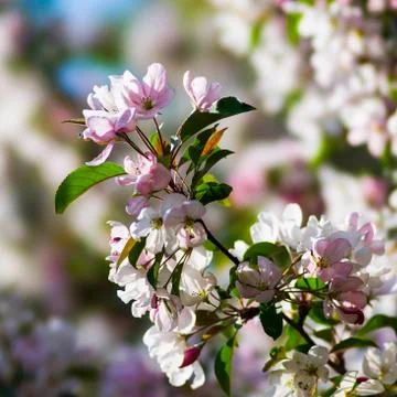 Spring Stock Photos