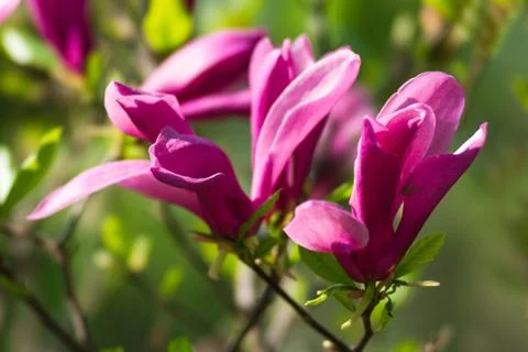 Spring Stock Photos