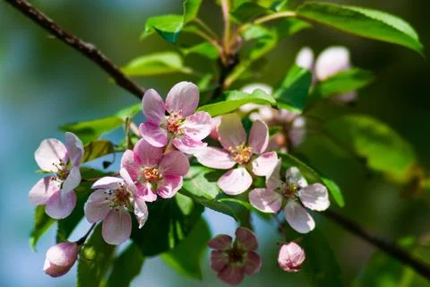 Spring Stock Photos