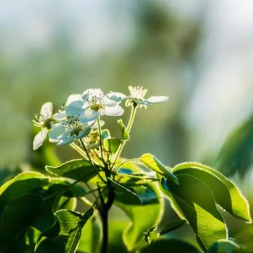 Spring Stock Photos