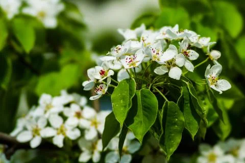 Spring Stock Photos