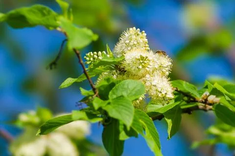 Spring Stock Photos