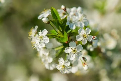Spring Stock Photos