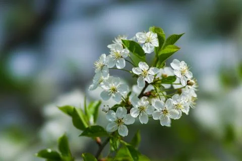 Spring Stock Photos
