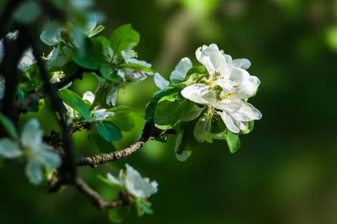 Spring Stock Photos