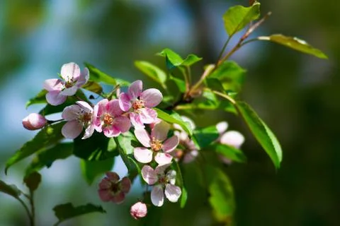 Spring Stock Photos