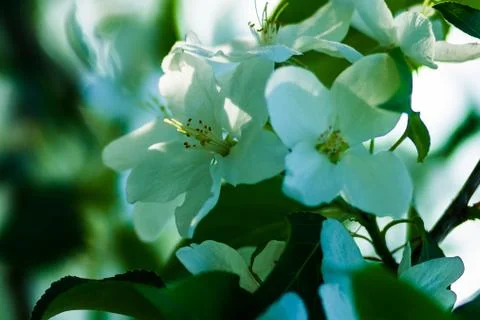 Spring Stock Photos