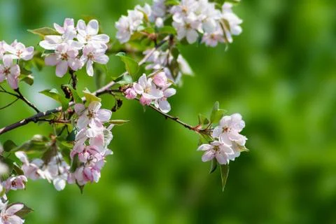 Spring Stock Photos