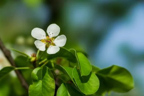 Spring Stock Photos