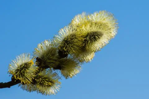 Spring Stock Photos