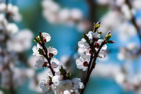 Spring Stock Photos
