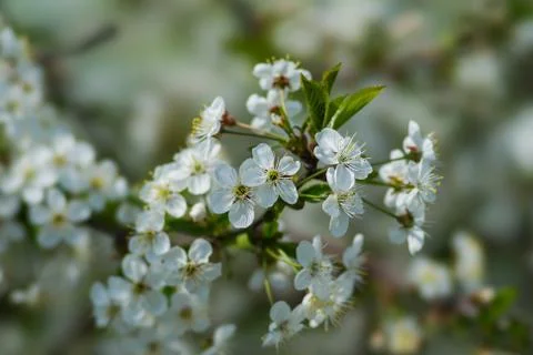 Spring Stock Photos