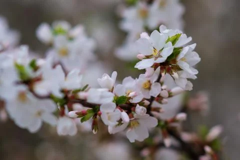 Spring Stock Photos