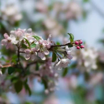 Spring Stock Photos