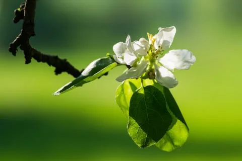 Spring Stock Photos
