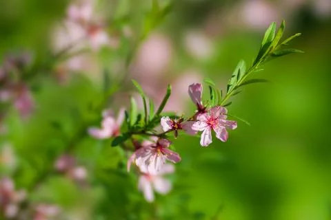 Spring Stock Photos
