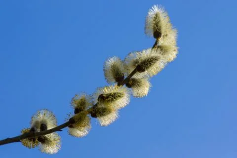 Spring Stock Photos