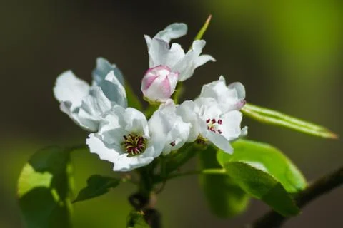 Spring Stock Photos